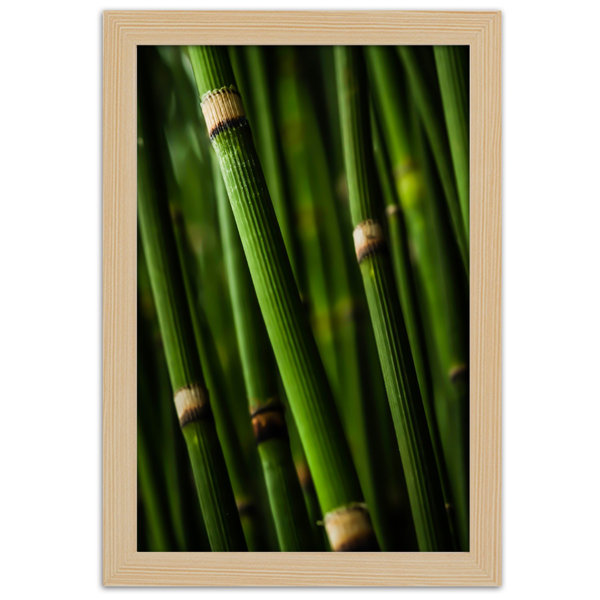 Sansibar Home Gerahmtes Poster Bamboo Forest Wayfair De